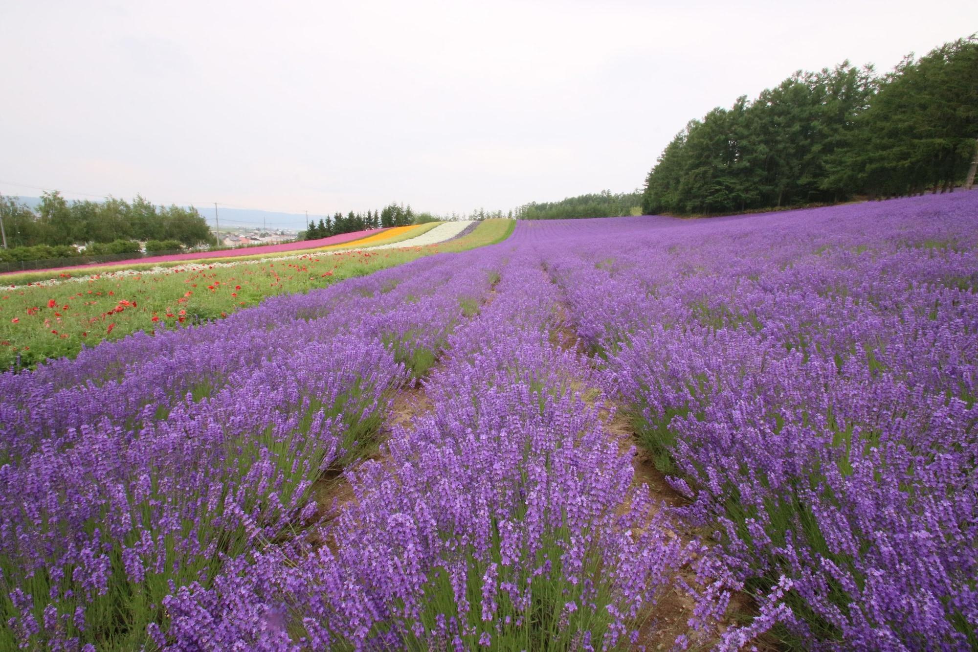 Готель Furano Shiyuirin Kamifurano Екстер'єр фото